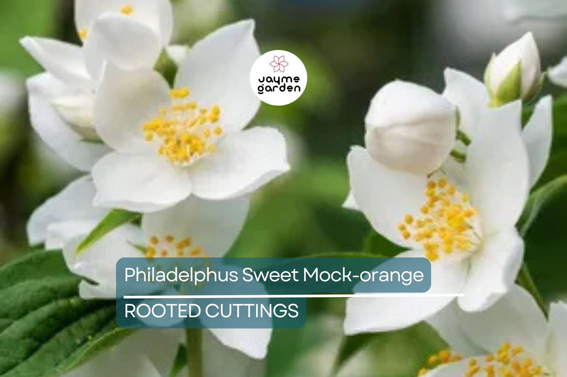 Philadelphus Sweet Mock-orange Bare-root 18-24" Tall - Fragrant White Flowers, Attracts Pollinators