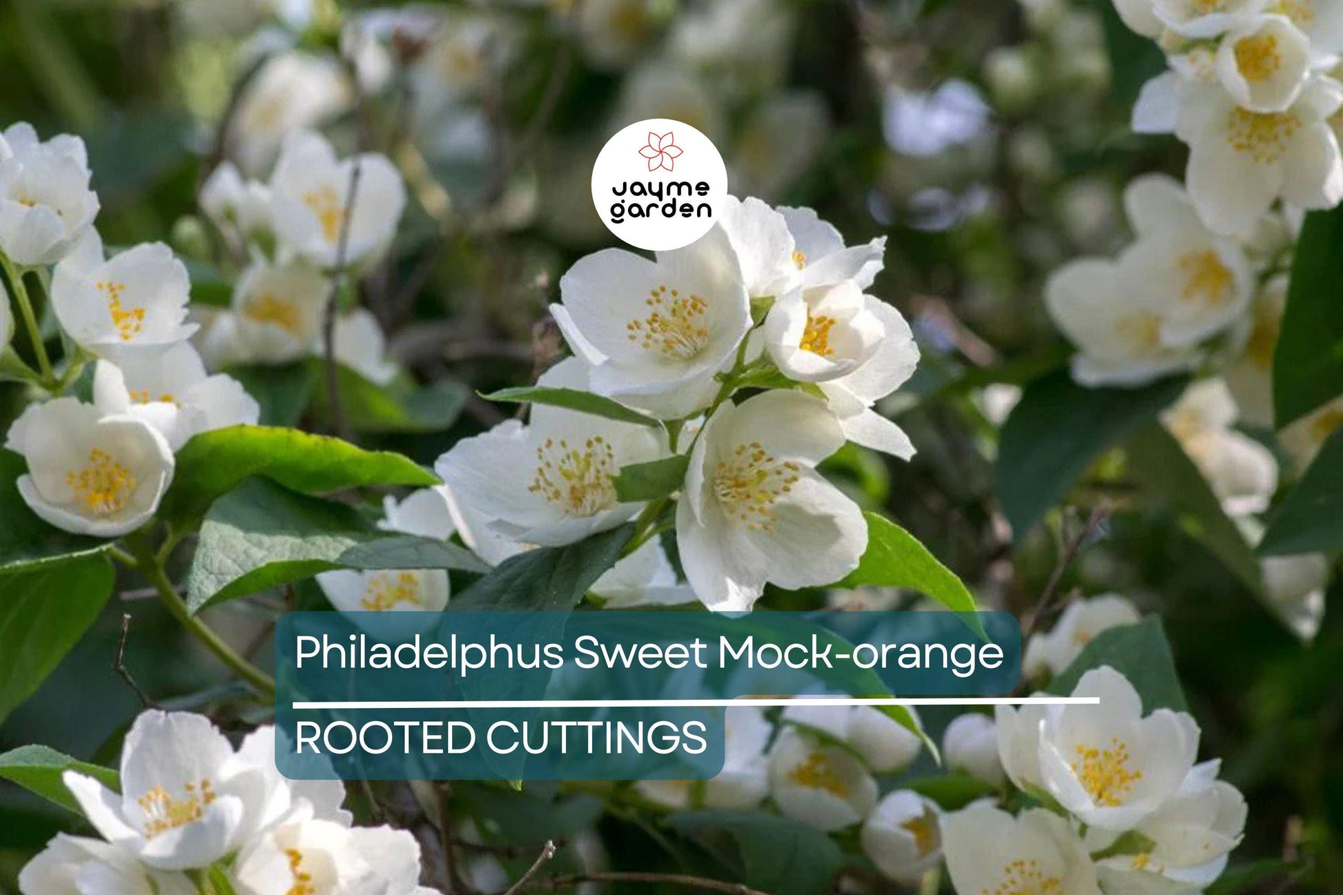 Philadelphus Sweet Mock-orange Bare-root 18-24" Tall - Fragrant White Flowers, Attracts Pollinators