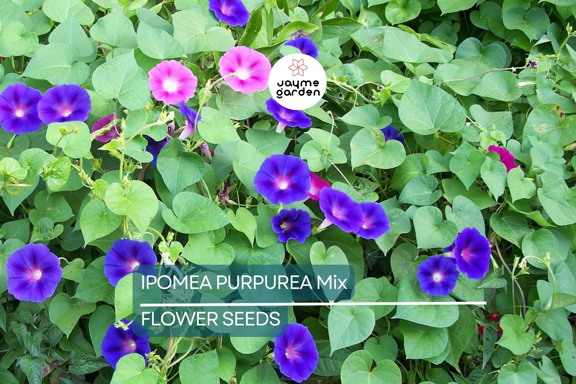 20 Ipomoea Purpurea Mix Tall Morning Glory Seeds - Fast Hardy Climber, Blue, Purple, Pink Flowers, 8-10 ft Vine, Attracts Pollinators