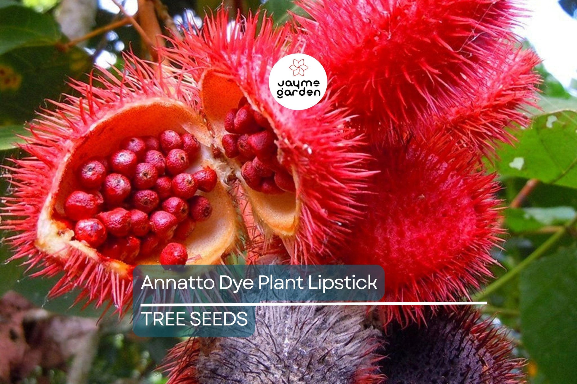 50 Annatto Dye Plant Seeds - Bixa orellana, Lipstick Tree, Tropical Pink Flowers, Zones 10-12, Ornamental Shrub, Natural Dye Source