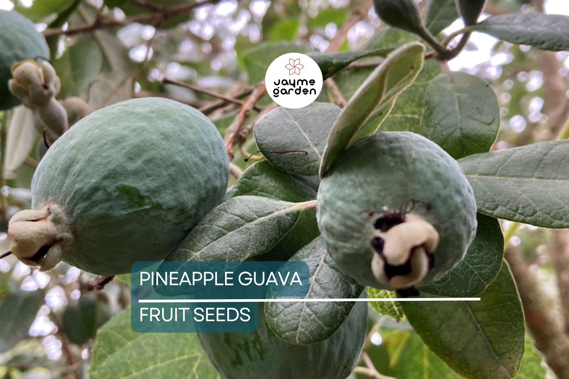 20 Pineapple Guava Tree Seeds (Feijoa sellowiana) – Tropical Fruit & Flower Plant, Edible Blooms, USDA Zones 8-11, Brazilian Fig Guava