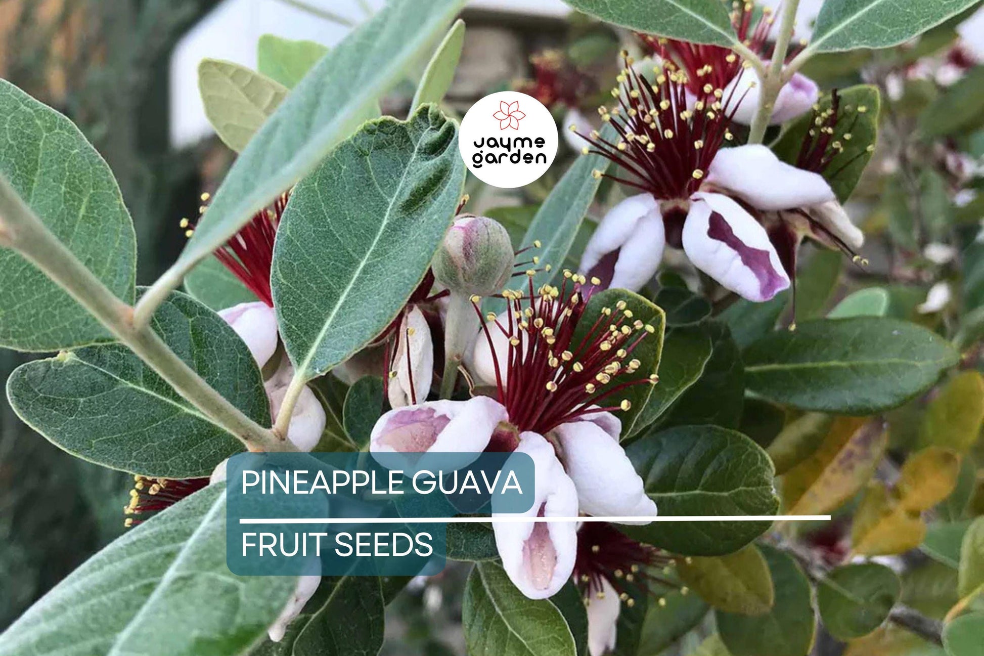 20 Pineapple Guava Tree Seeds (Feijoa sellowiana) – Tropical Fruit & Flower Plant, Edible Blooms, USDA Zones 8-11, Brazilian Fig Guava