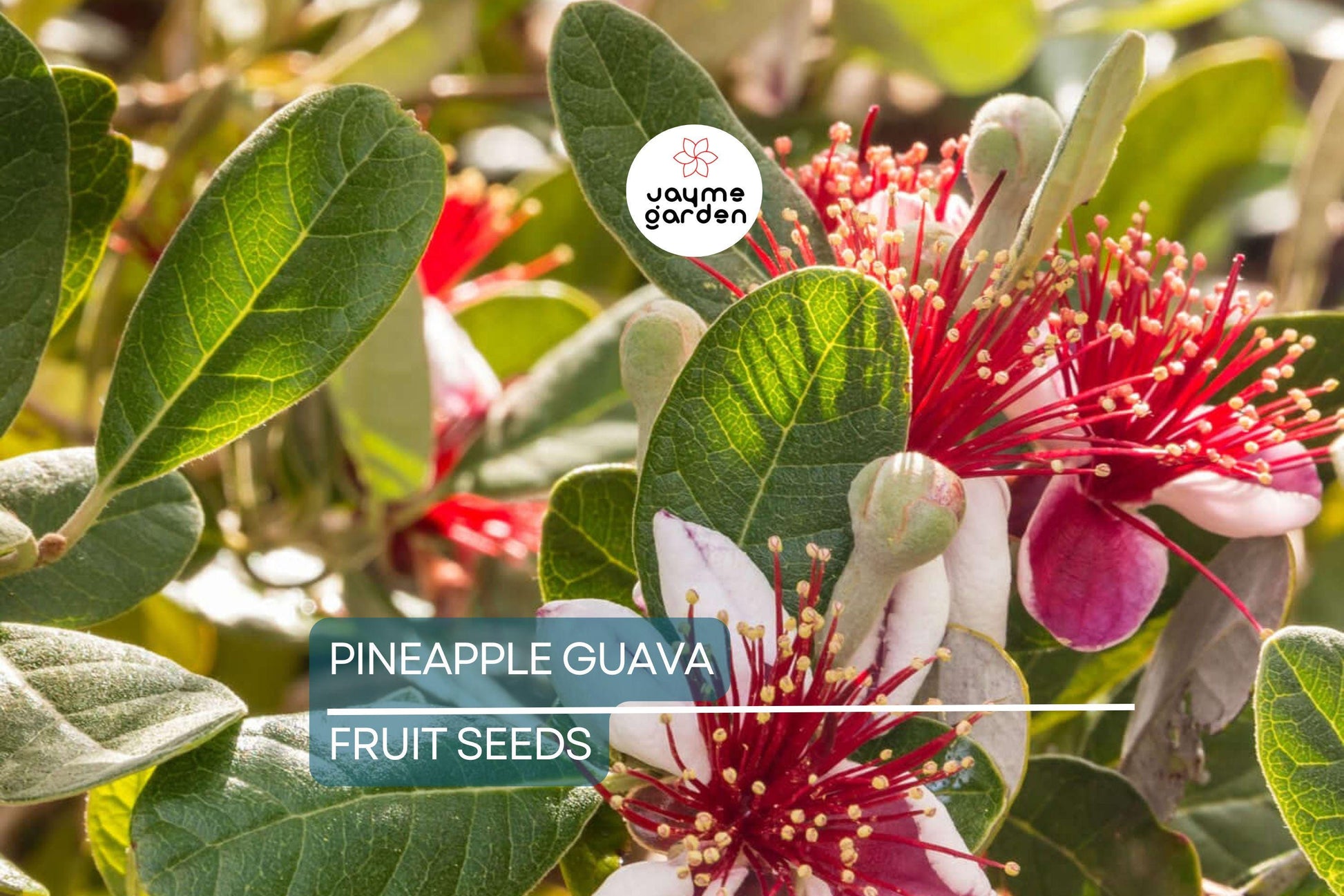 20 Pineapple Guava Tree Seeds (Feijoa sellowiana) – Tropical Fruit & Flower Plant, Edible Blooms, USDA Zones 8-11, Brazilian Fig Guava