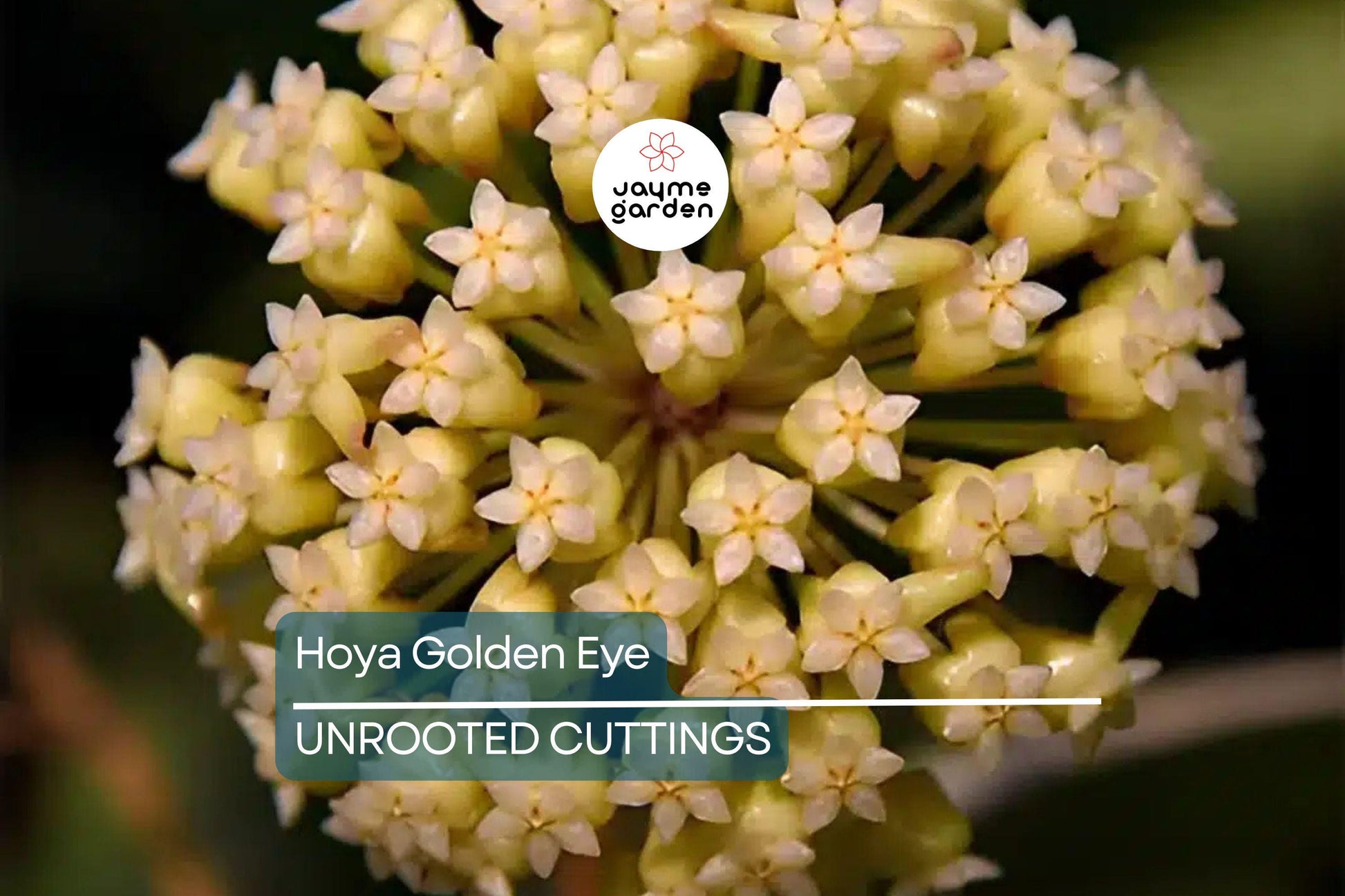 Hoya Golden Eye - Rare Waxing Vining Plant with Lovely Veining - 4" Pot - Fast Grower, Mike Miyashiro Hybrid