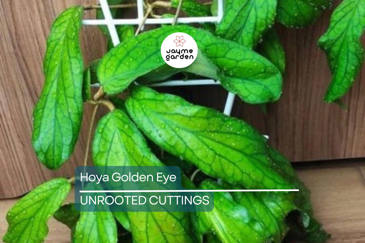 Hoya Golden Eye - Rare Waxing Vining Plant with Lovely Veining - 4" Pot - Fast Grower, Mike Miyashiro Hybrid