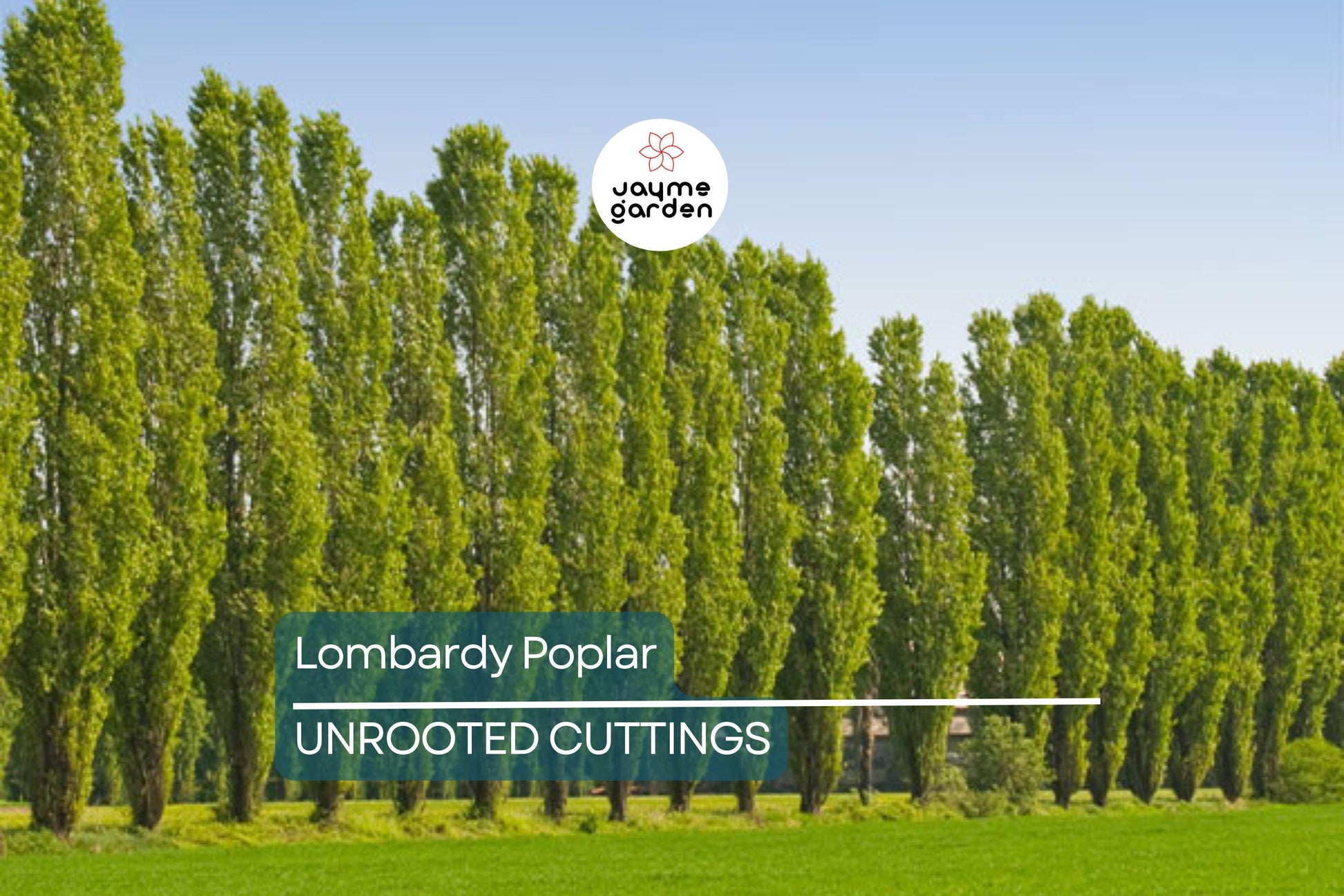 2 Lombardy Poplar Trees Live Cuttings - Rare, Fast-Growing Privacy Trees