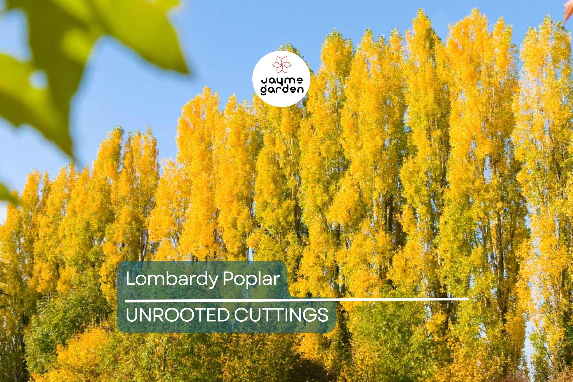2 Lombardy Poplar Trees Live Cuttings - Rare, Fast-Growing Privacy Trees
