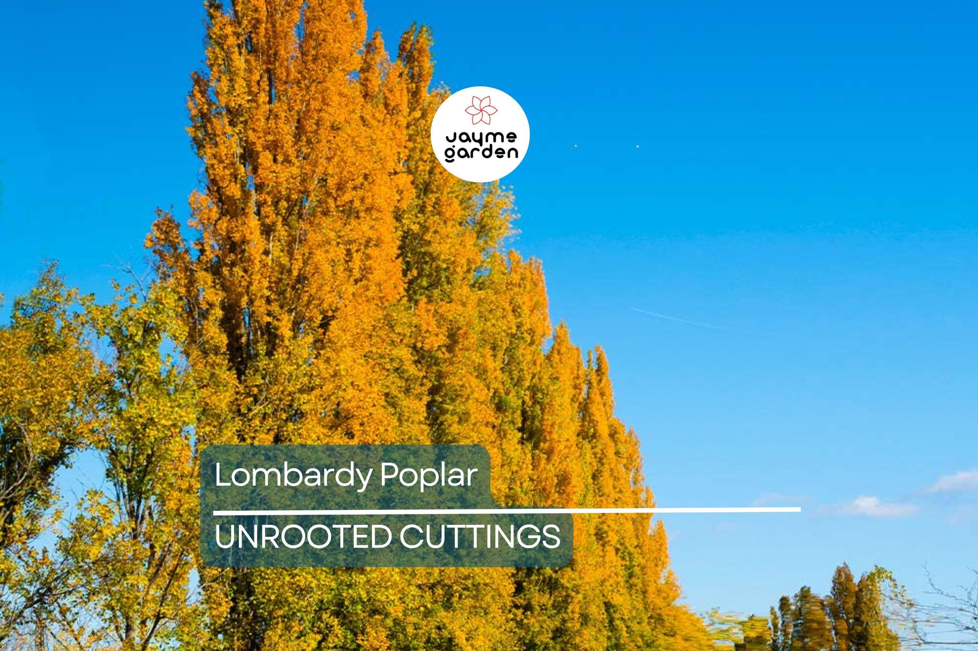 2 Lombardy Poplar Trees Live Cuttings - Rare, Fast-Growing Privacy Trees