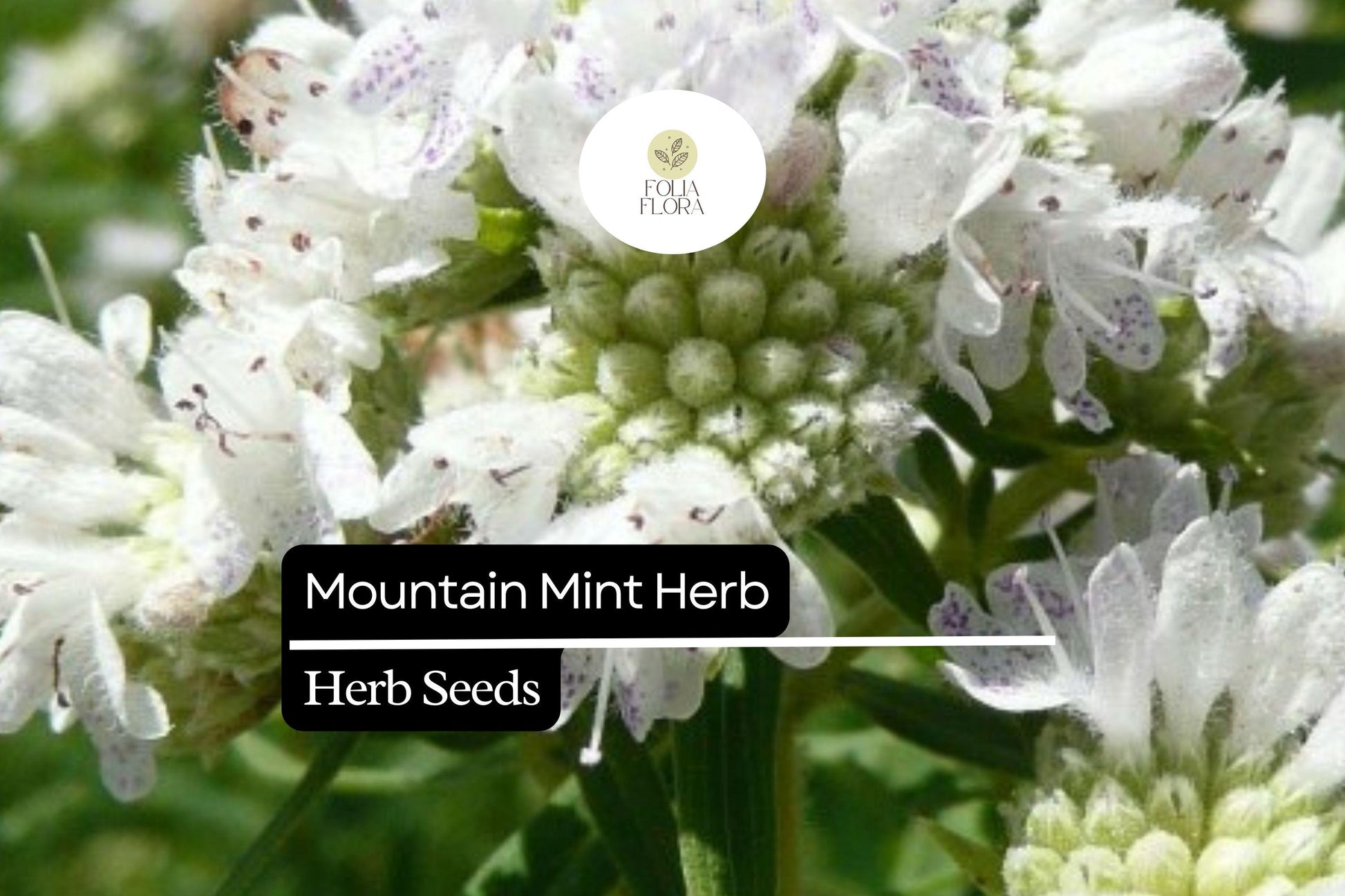 Mountain Mint Seeds (Pycnanthemum verticillatum) | 25 Seeds | Aromatic Herb | Edible Leaves | Native Perennial Plant