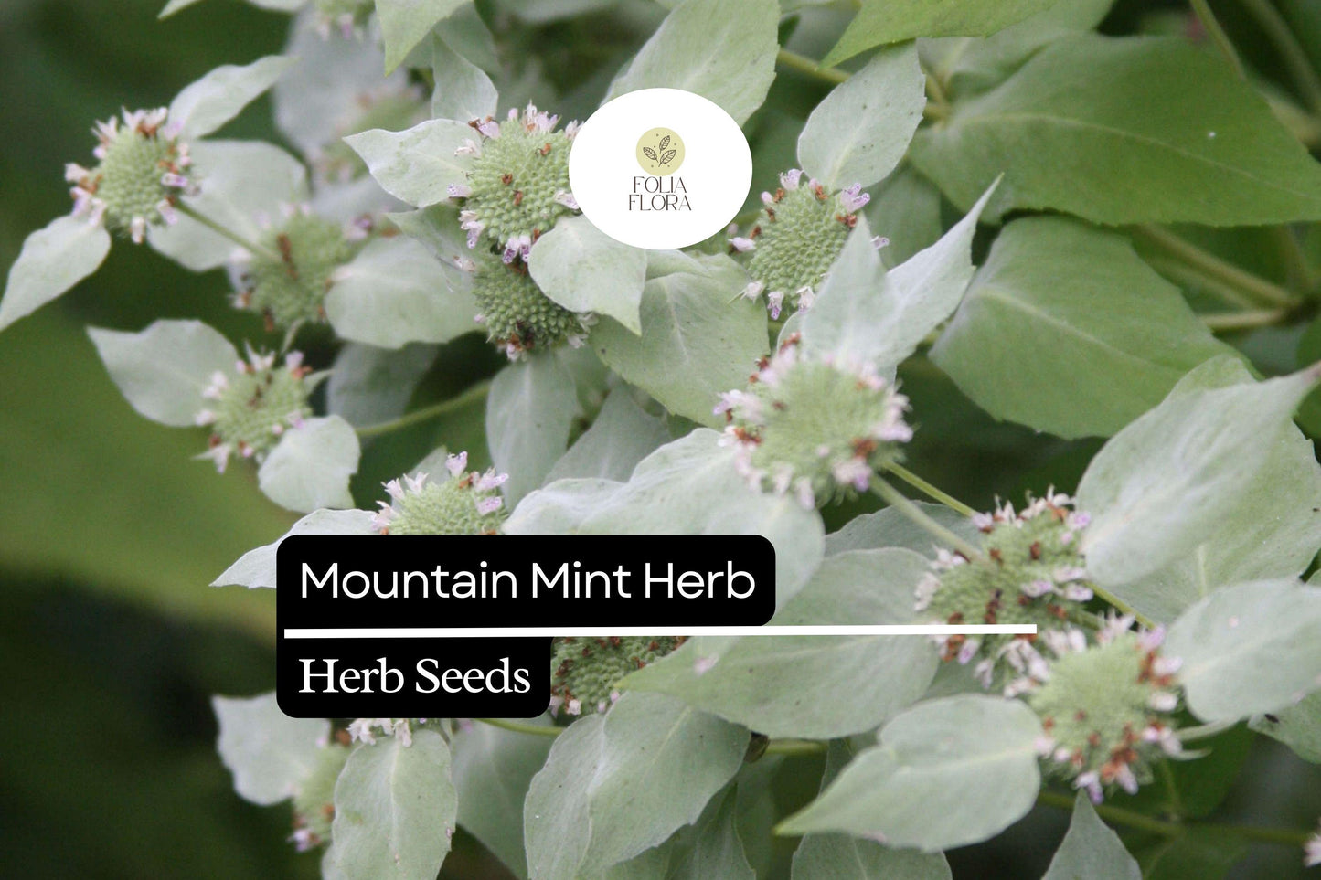 Mountain Mint Seeds (Pycnanthemum verticillatum) | 25 Seeds | Aromatic Herb | Edible Leaves | Native Perennial Plant