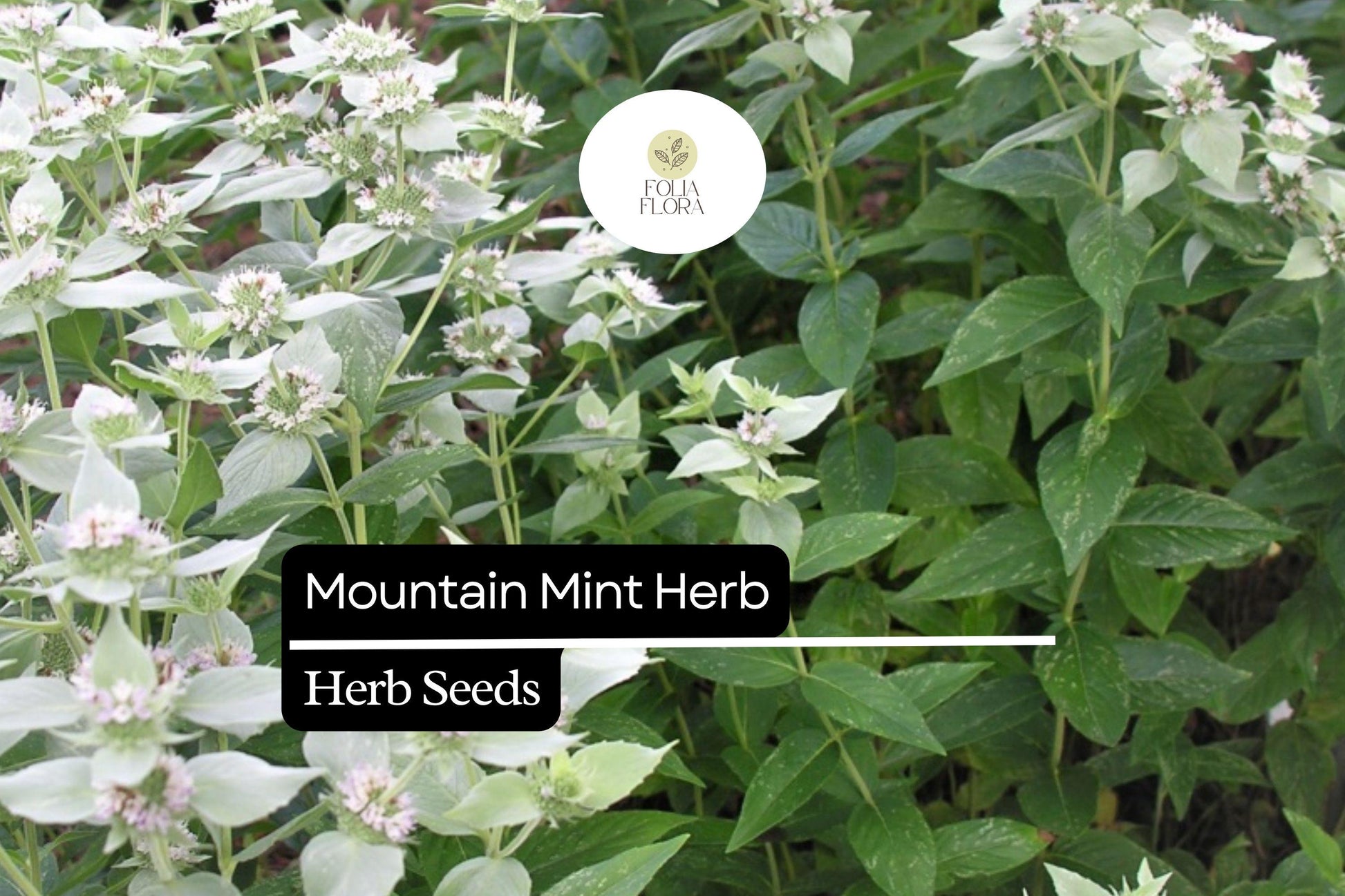 Mountain Mint Seeds (Pycnanthemum verticillatum) | 25 Seeds | Aromatic Herb | Edible Leaves | Native Perennial Plant