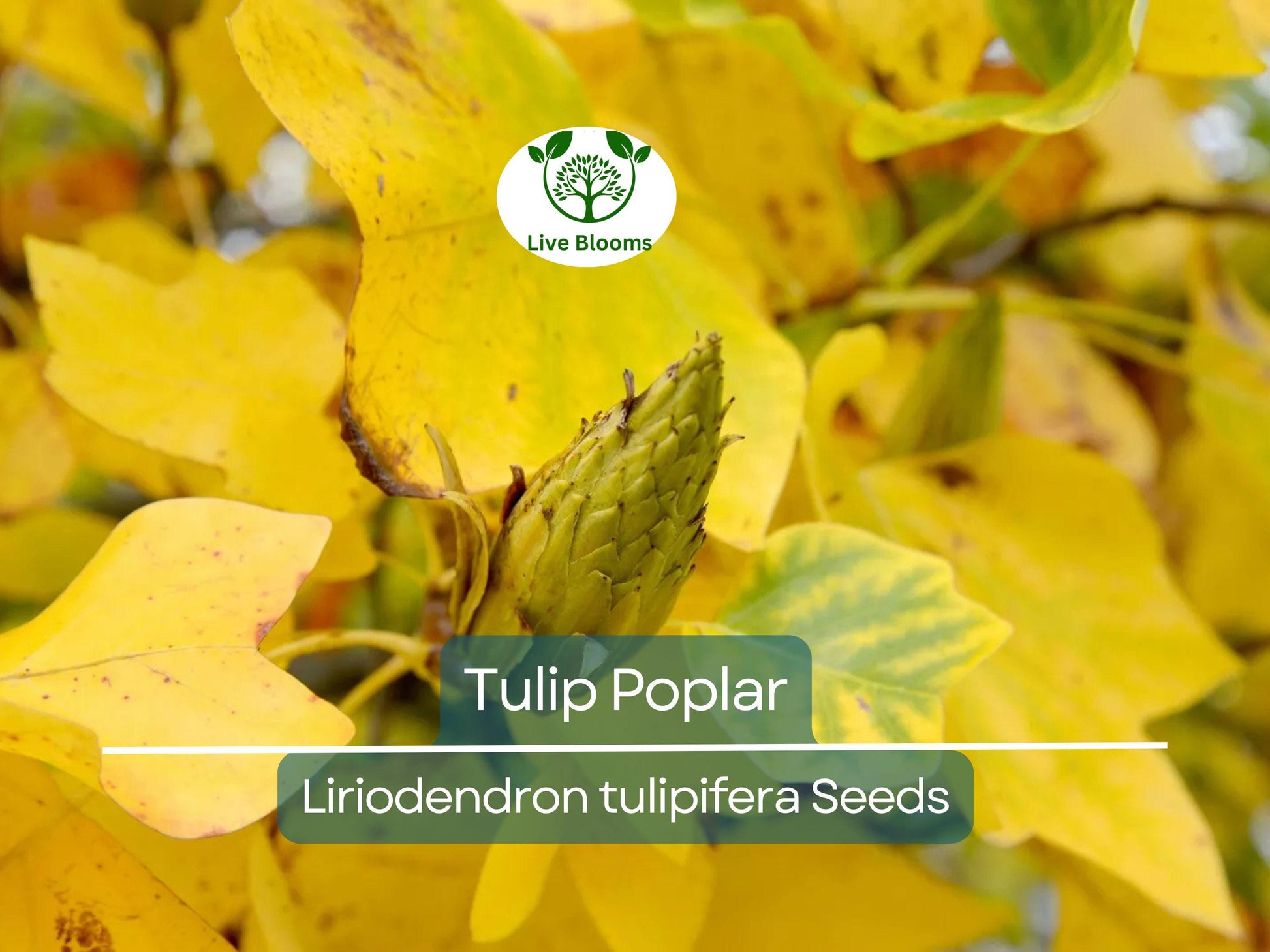 20 Tulip Poplar Seeds (Liriodendron tulipifera) | Tulip Tree, Big Yellow Flowers, Fast-Growing, Shade Tree for Garden & Landscape