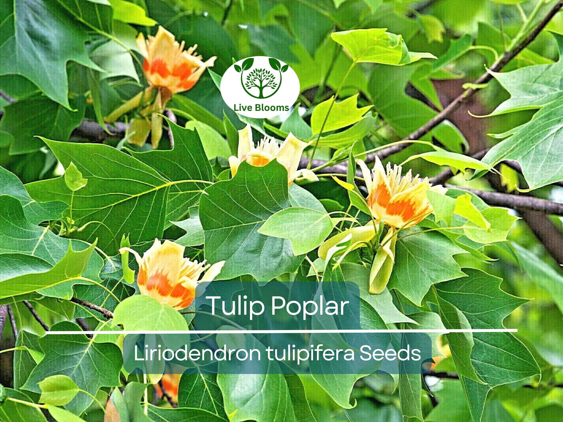 20 Tulip Poplar Seeds (Liriodendron tulipifera) | Tulip Tree, Big Yellow Flowers, Fast-Growing, Shade Tree for Garden & Landscape
