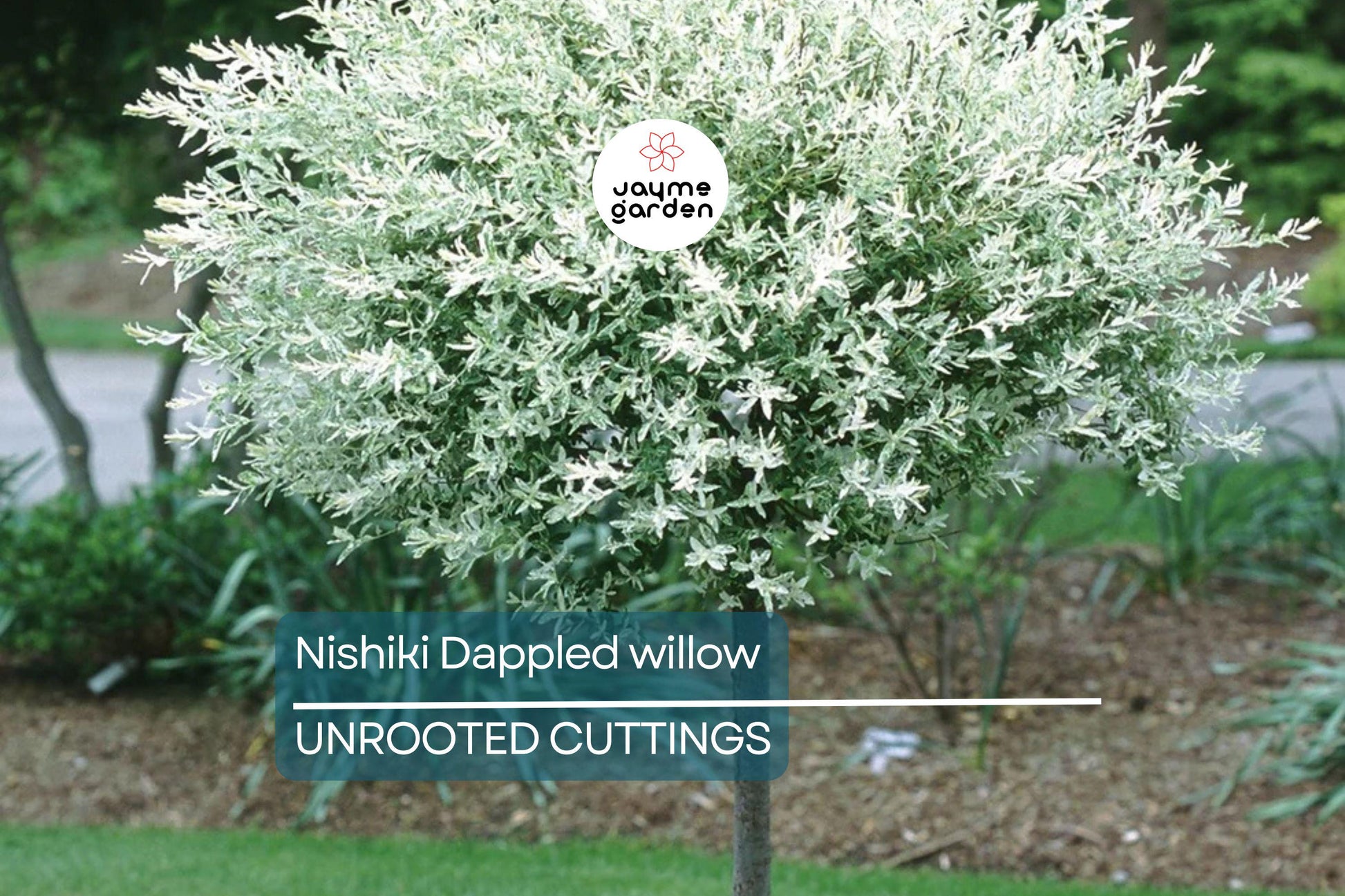 25+ Nishiki Dappled Willow Tree Cuttings (8-10") for Propagation - Fast Growing, Easy to Root in Water or Soil