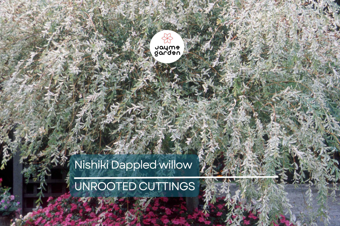 25+ Nishiki Dappled Willow Tree Cuttings (8-10") for Propagation - Fast Growing, Easy to Root in Water or Soil