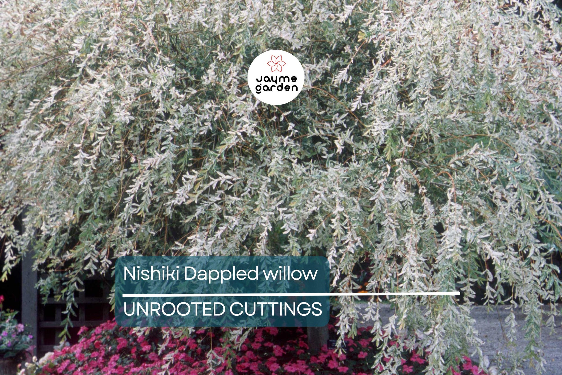 25+ Nishiki Dappled Willow Tree Cuttings (8-10") for Propagation - Fast Growing, Easy to Root in Water or Soil