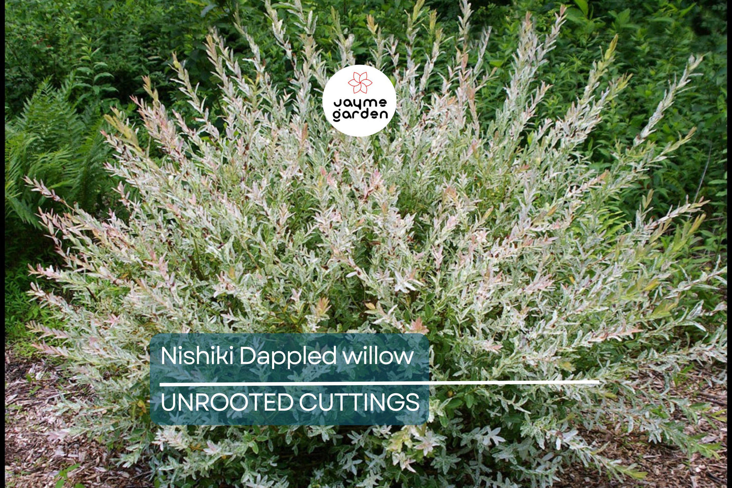 25+ Nishiki Dappled Willow Tree Cuttings (8-10") for Propagation - Fast Growing, Easy to Root in Water or Soil
