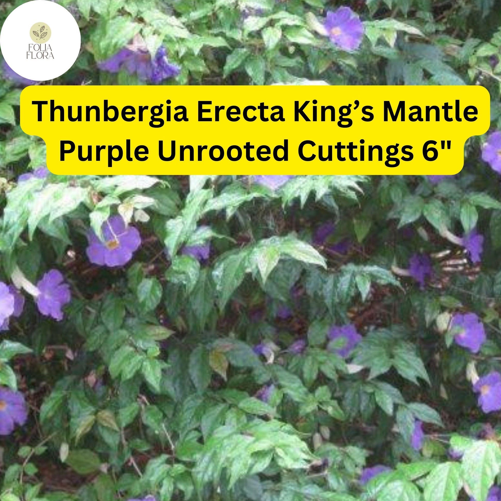 7 Unrooted 6" Live Cuttings King’s Mantle Cuttings (Thunbergia erecta) | Purple Blooms | Fast-Growing Vine or Shrub