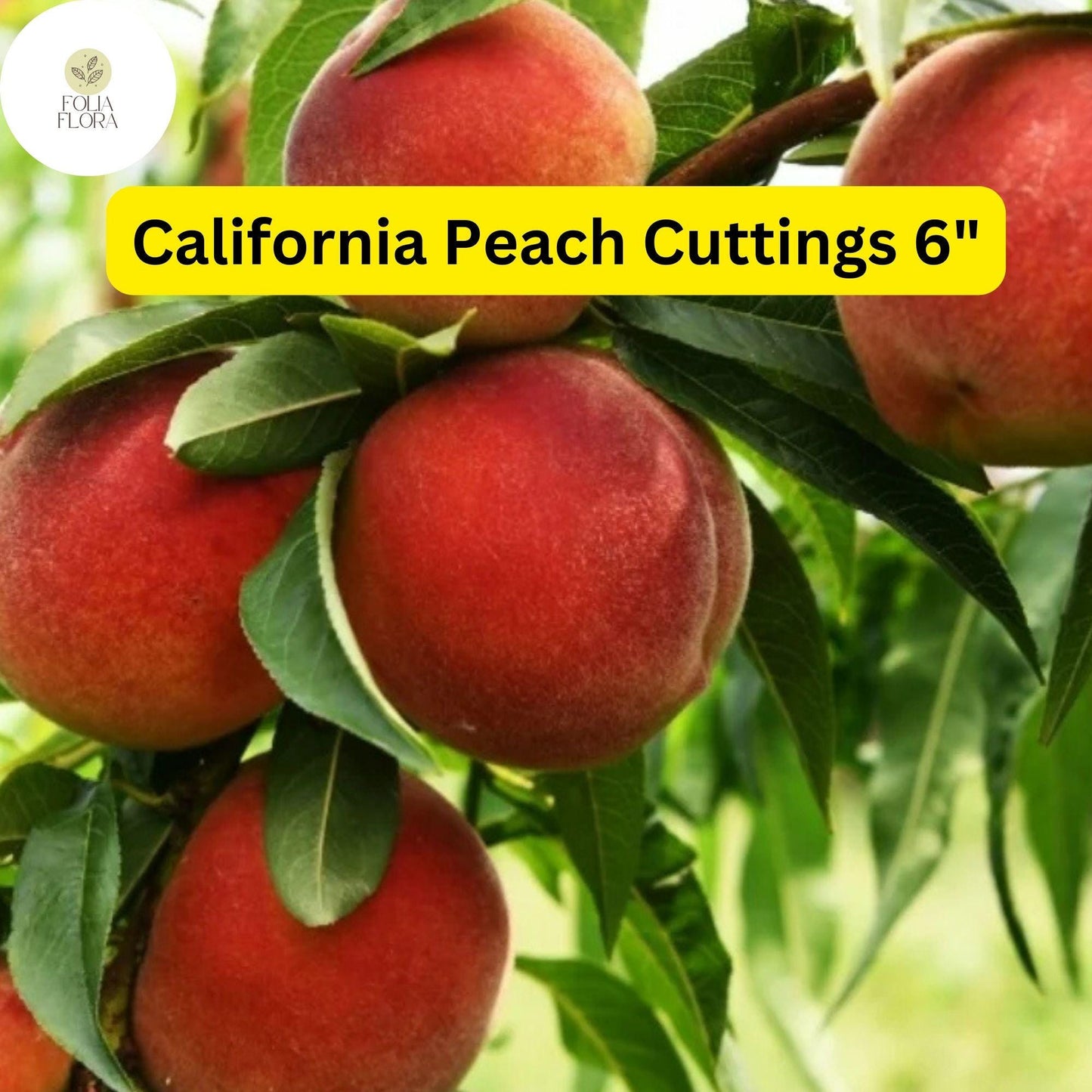 7 Live Cuttings 6" Prunus Persica California Peach | Sweet Fruit Tree Plant, Easy to Grow, Home Orchard, Juicy Peaches