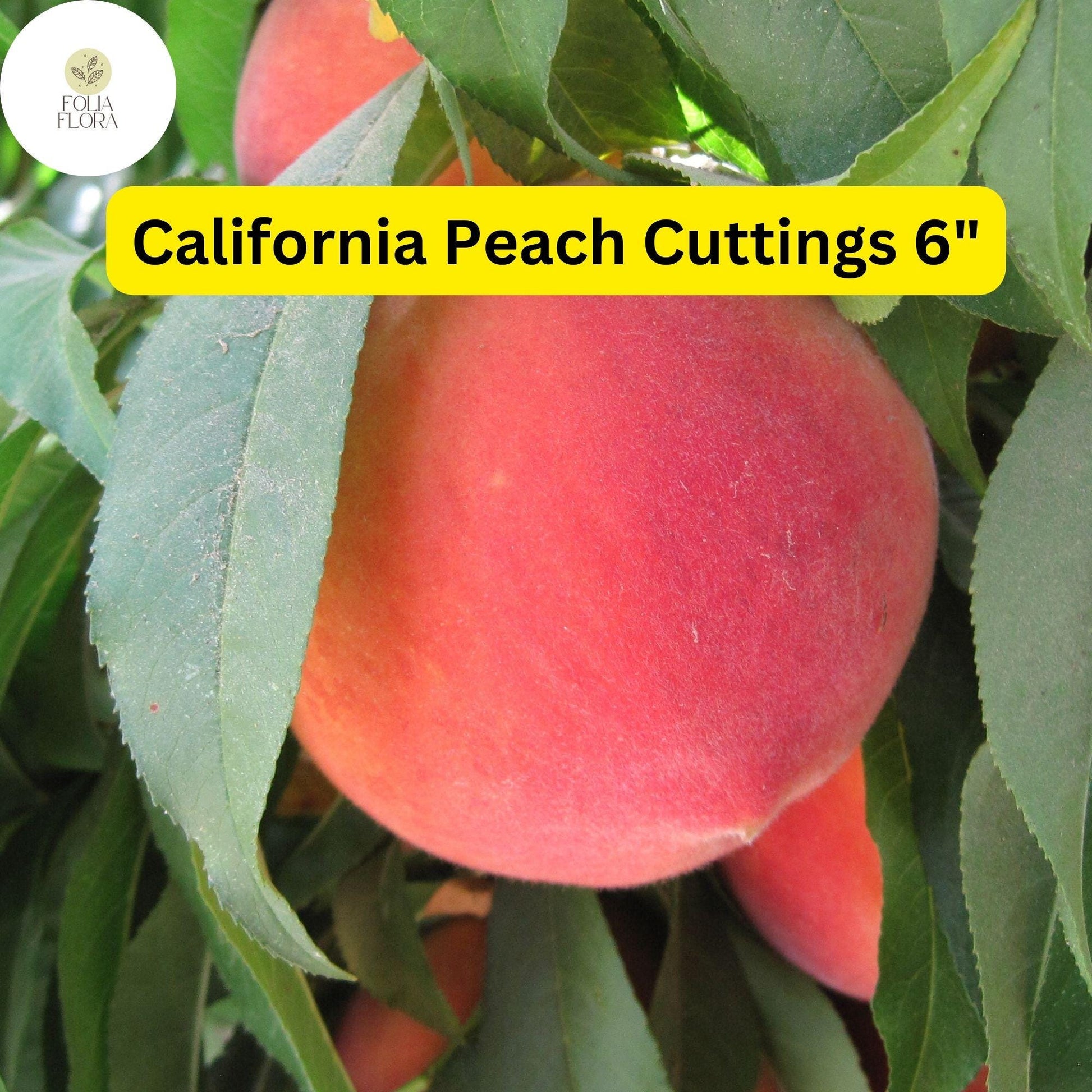 7 Live Cuttings 6" Prunus Persica California Peach | Sweet Fruit Tree Plant, Easy to Grow, Home Orchard, Juicy Peaches