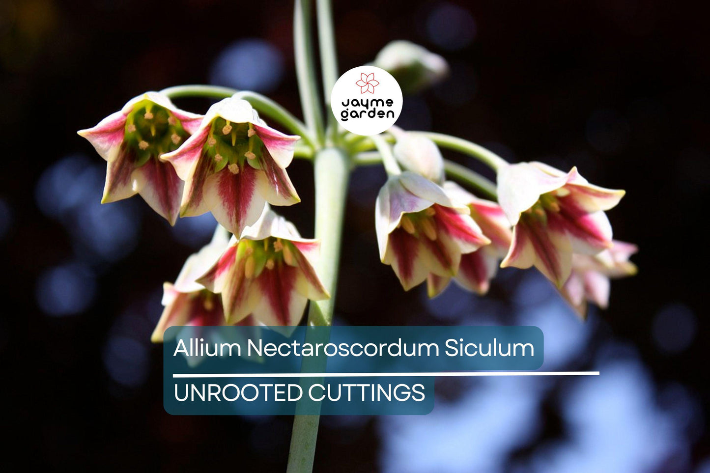 Allium Nectaroscordum Siculum Bulbs, Sicilian Honey Garlic, Bell-Shaped Flowers, Deer-Resistant, USDA Zones 4-9, 3 Pack