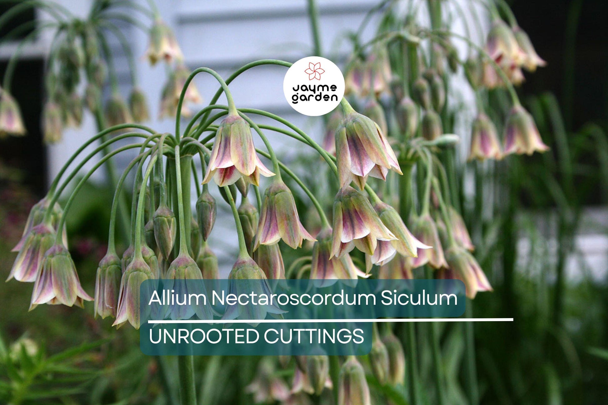 Allium Nectaroscordum Siculum Bulbs, Sicilian Honey Garlic, Bell-Shaped Flowers, Deer-Resistant, USDA Zones 4-9, 3 Pack