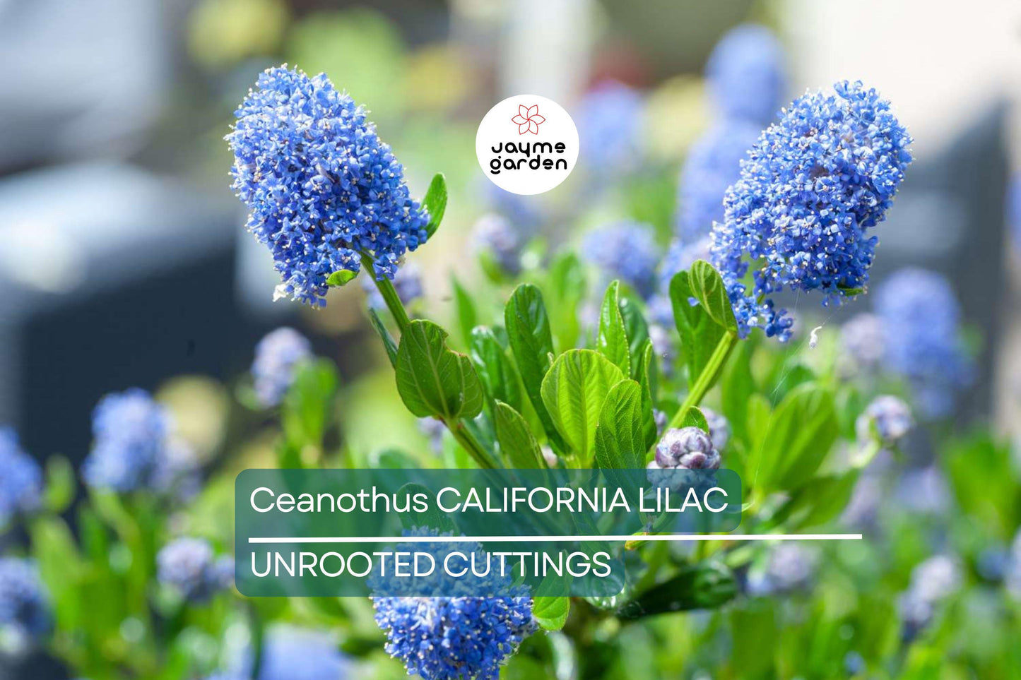 Ceanothus California Lilac Cuttings, 3 Unrooted 6” Plants, Fragrant Blue Flowers, Drought-Tolerant, USDA Zones 7-10
