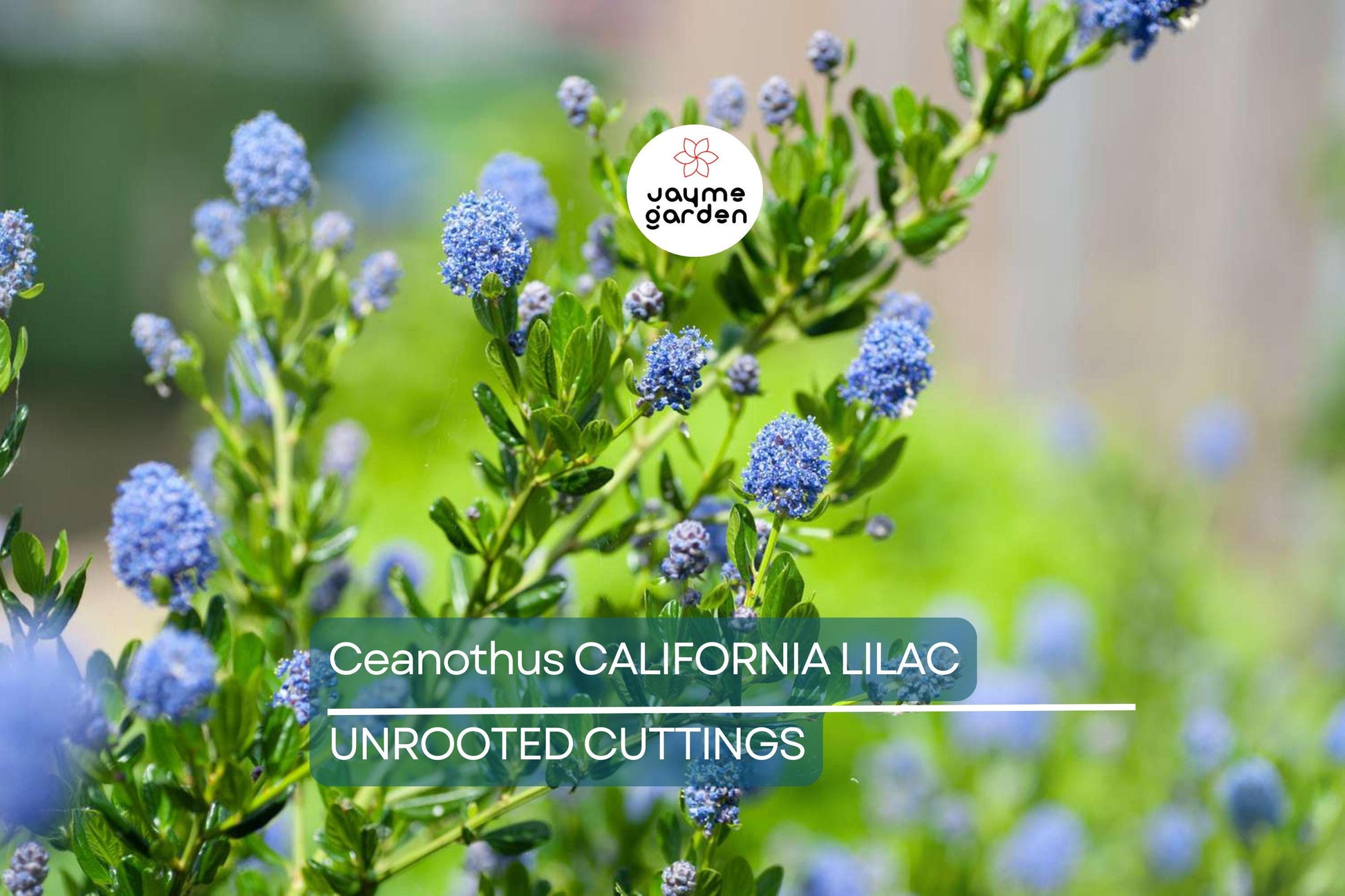Ceanothus California Lilac Cuttings, 3 Unrooted 6” Plants, Fragrant Blue Flowers, Drought-Tolerant, USDA Zones 7-10