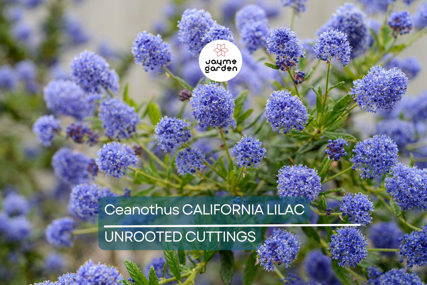 Ceanothus California Lilac Cuttings, 3 Unrooted 6” Plants, Fragrant Blue Flowers, Drought-Tolerant, USDA Zones 7-10