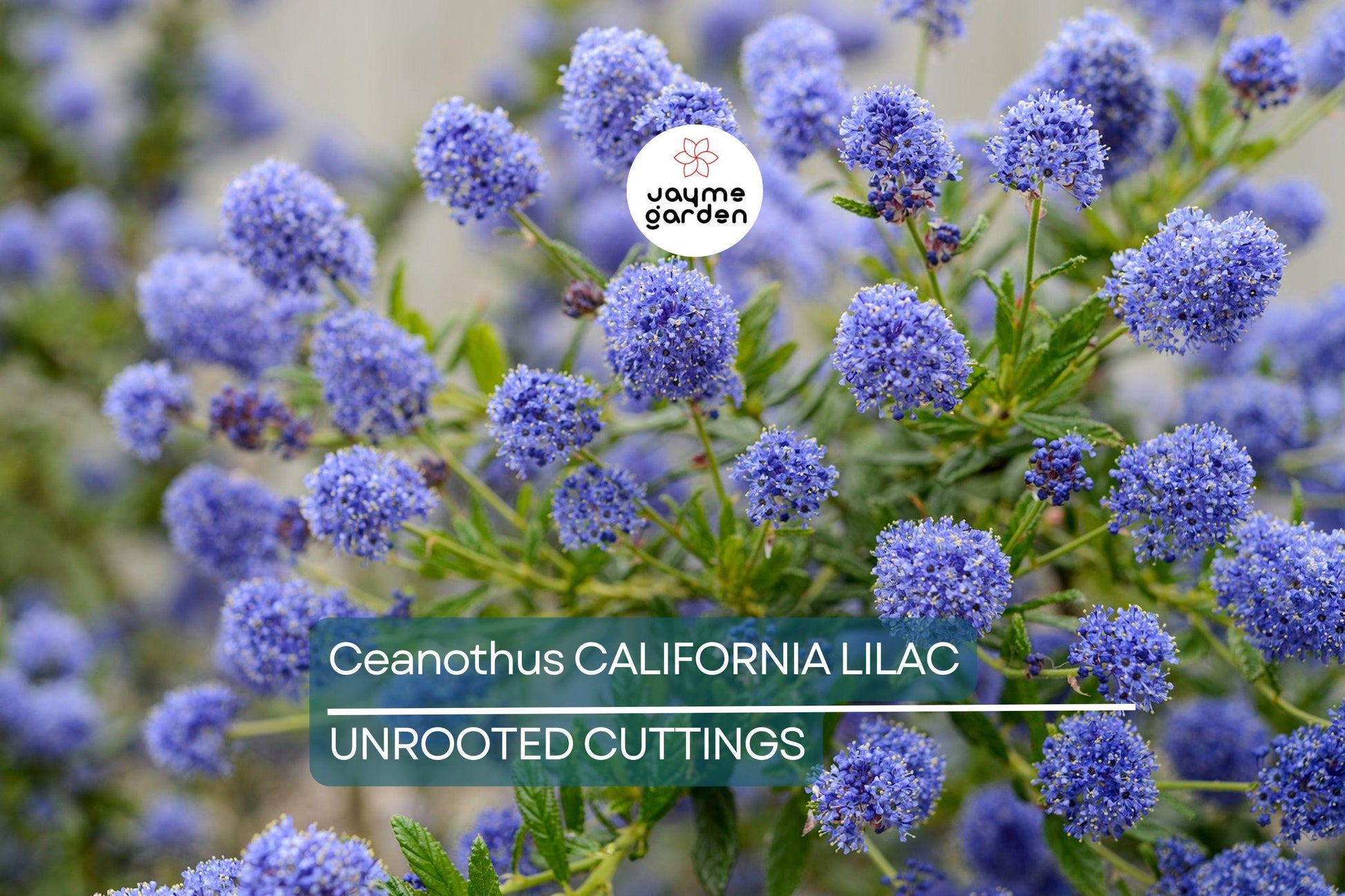 Ceanothus California Lilac Cuttings, 3 Unrooted 6” Plants, Fragrant Blue Flowers, Drought-Tolerant, USDA Zones 7-10
