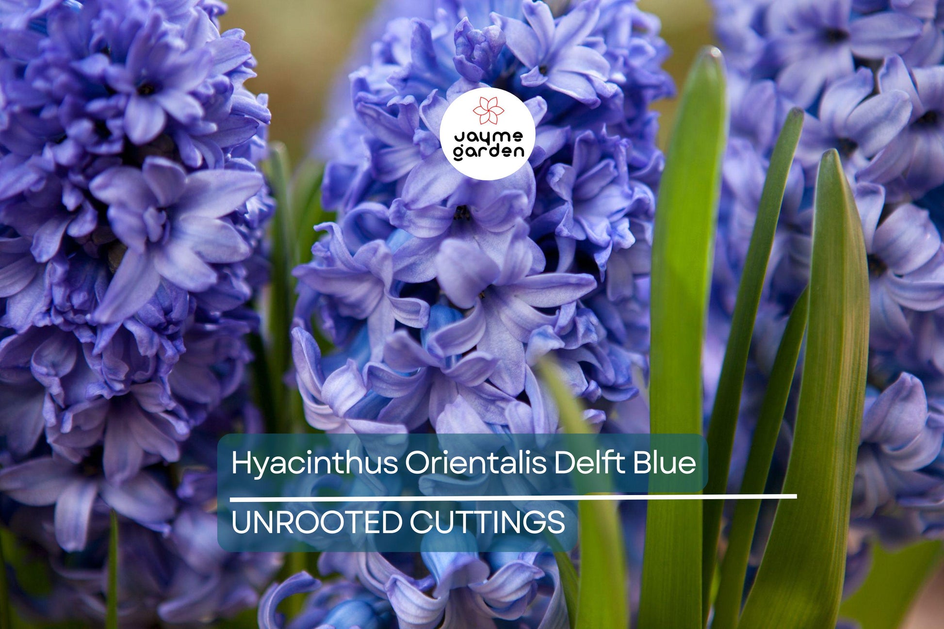 Hyacinthus Orientalis ‘Delft Blue’ – 2 Hyacinth Bulbs, 6" Fragrant Perennial Flowers, Spring Bloom, Easy to Grow