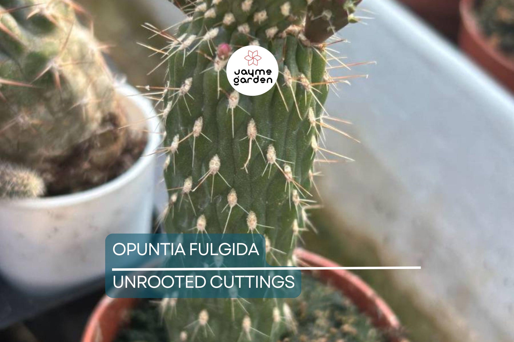 Opuntia Fulgida Cactus - 2 Fresh Cuttings (6-9 Inches) | Chain Fruit Cholla | Treated with Rootone for Easy Rooting