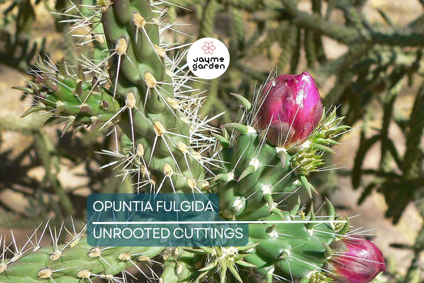 Opuntia Fulgida Cactus - 2 Fresh Cuttings (6-9 Inches) | Chain Fruit Cholla | Treated with Rootone for Easy Rooting