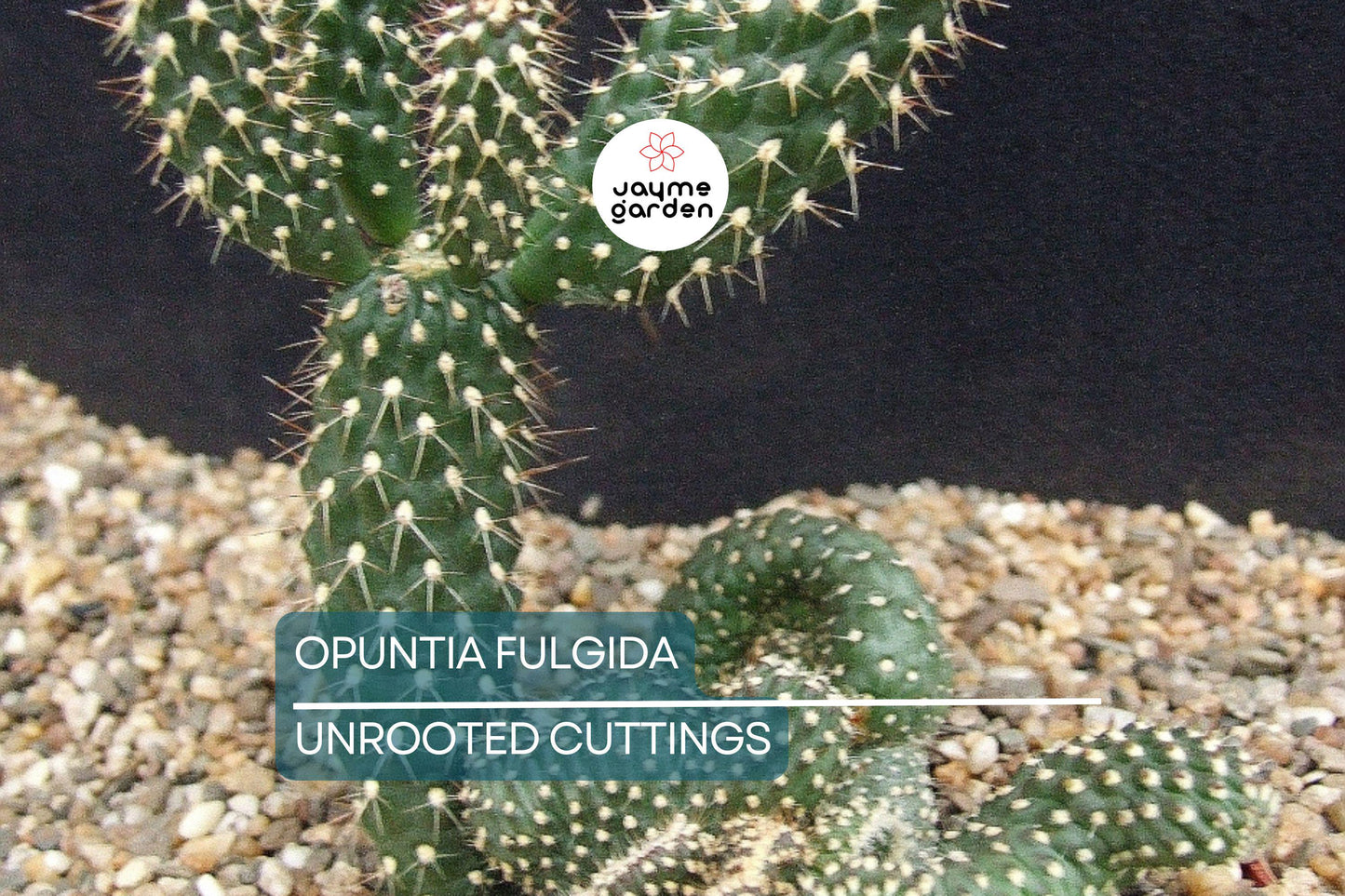 Opuntia Fulgida Cactus - 2 Fresh Cuttings (6-9 Inches) | Chain Fruit Cholla | Treated with Rootone for Easy Rooting