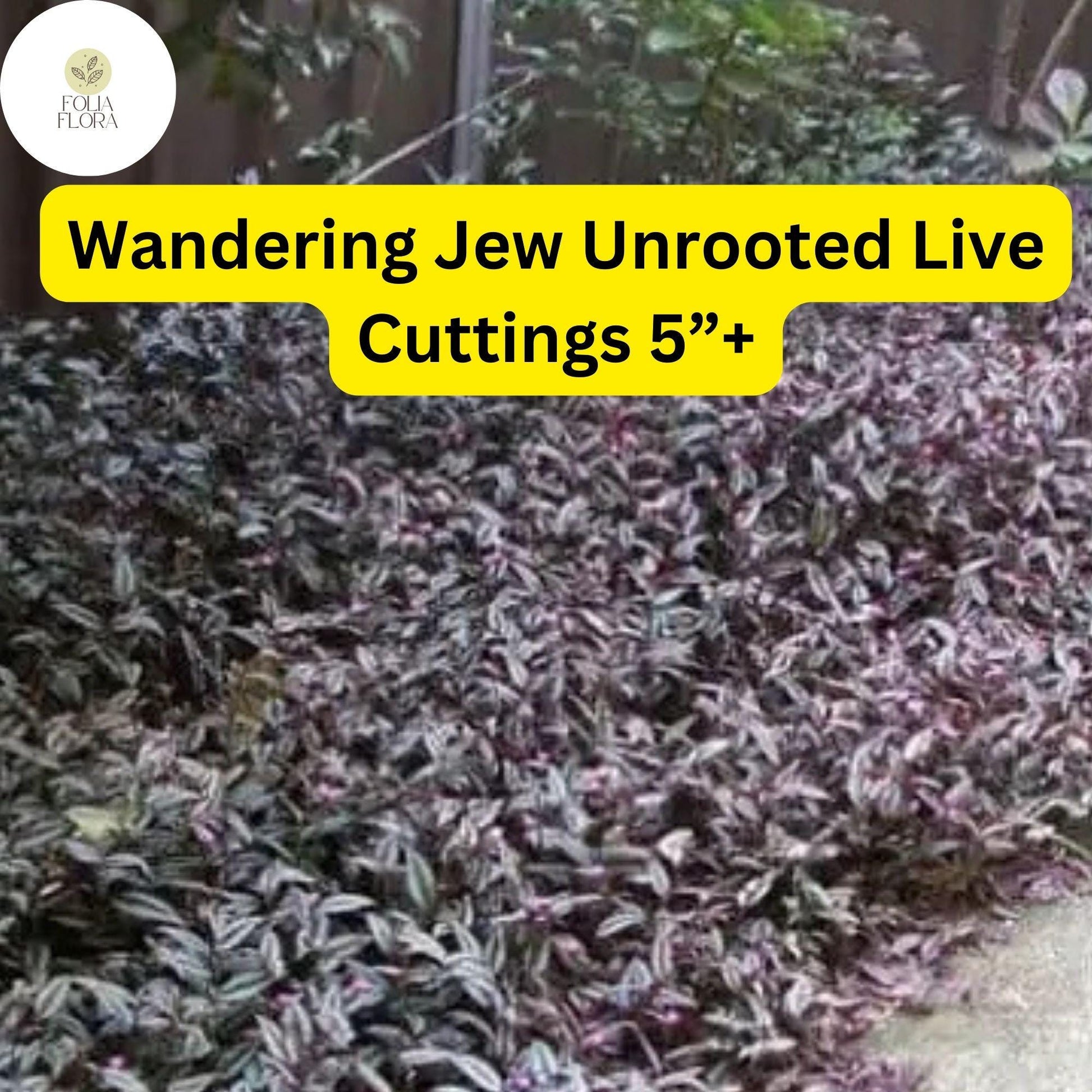 Wandering Jew (Tradescantia zebrina) – 5 Unrooted Live Cuttings – 5”+ Houseplant Easy to Grow