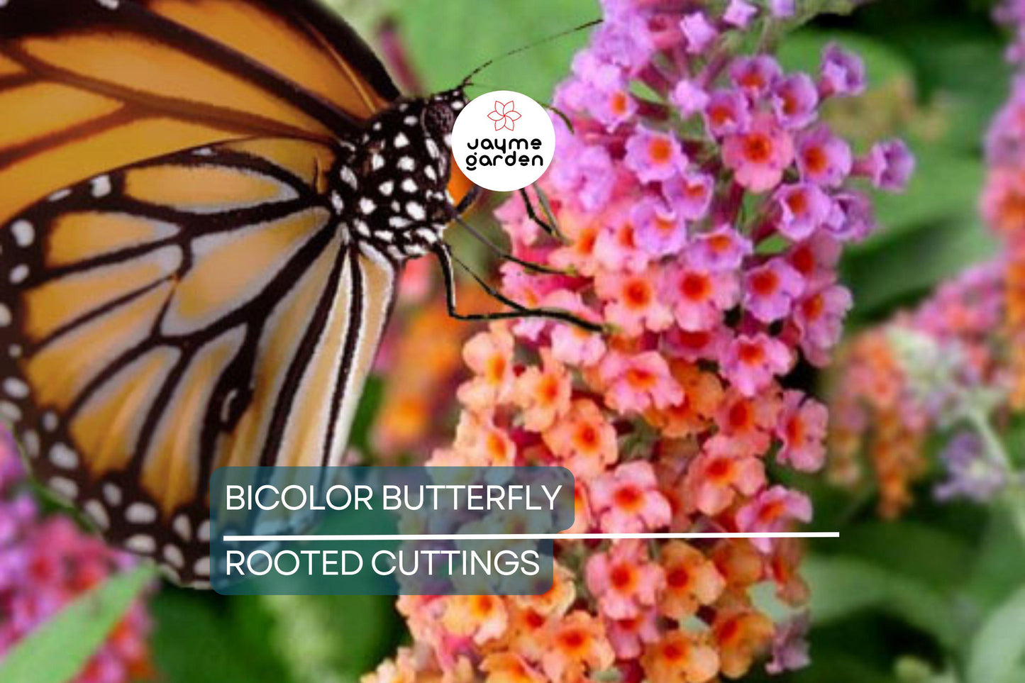 2-Pack Bicolor Butterfly Bush Live Plants (Buddleia) | Fast-Growing, Fragrant, Drought-Hardy, Butterfly Magnet
