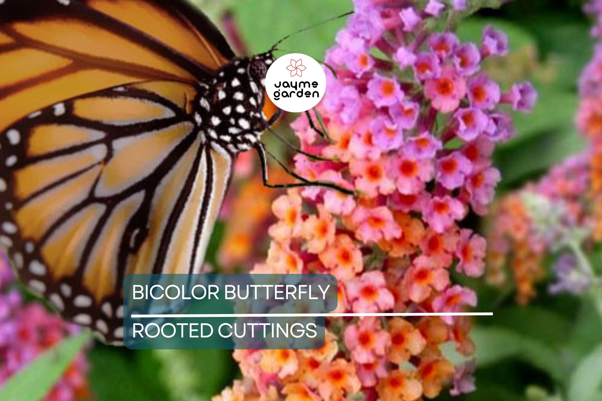 2-Pack Bicolor Butterfly Bush Live Plants (Buddleia) | Fast-Growing, Fragrant, Drought-Hardy, Butterfly Magnet