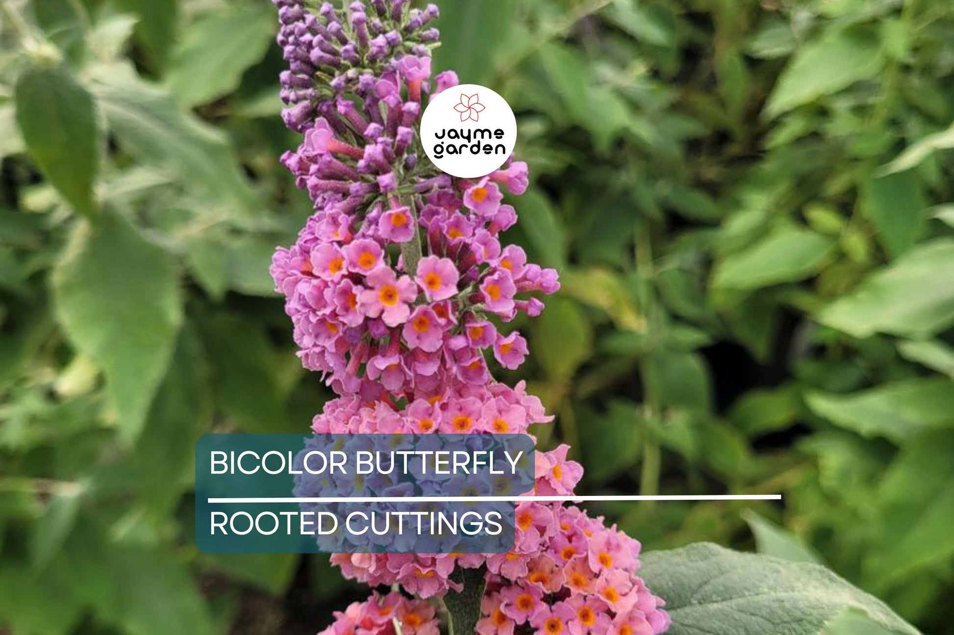 2-Pack Bicolor Butterfly Bush Live Plants (Buddleia) | Fast-Growing, Fragrant, Drought-Hardy, Butterfly Magnet