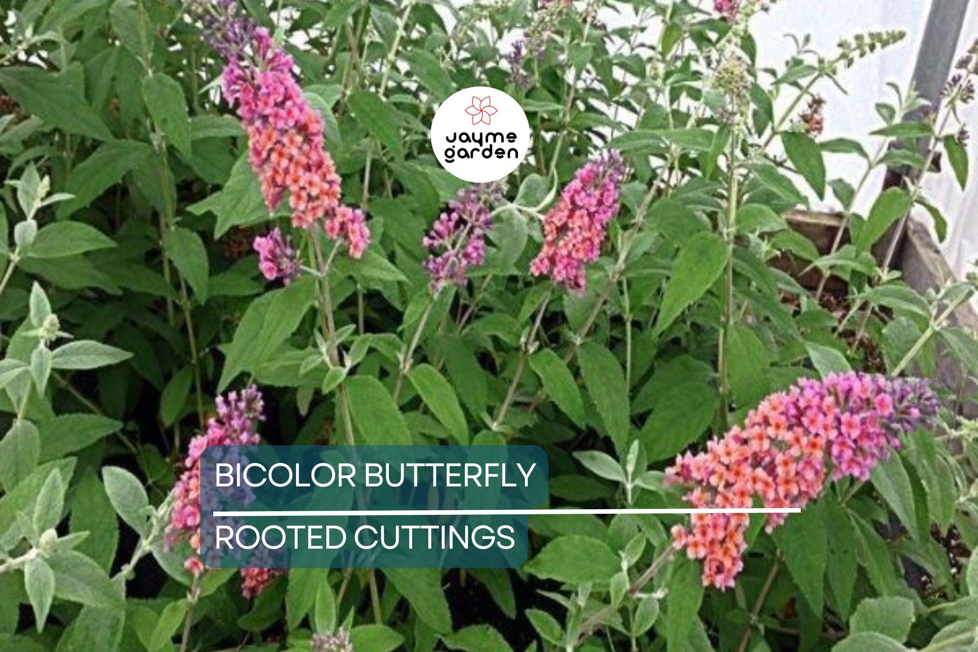 2-Pack Bicolor Butterfly Bush Live Plants (Buddleia) | Fast-Growing, Fragrant, Drought-Hardy, Butterfly Magnet