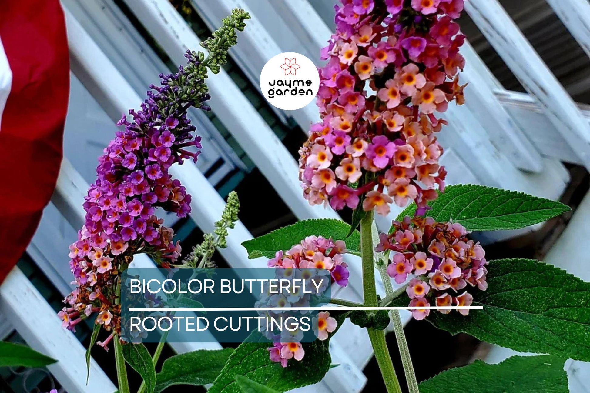 2-Pack Bicolor Butterfly Bush Live Plants (Buddleia) | Fast-Growing, Fragrant, Drought-Hardy, Butterfly Magnet