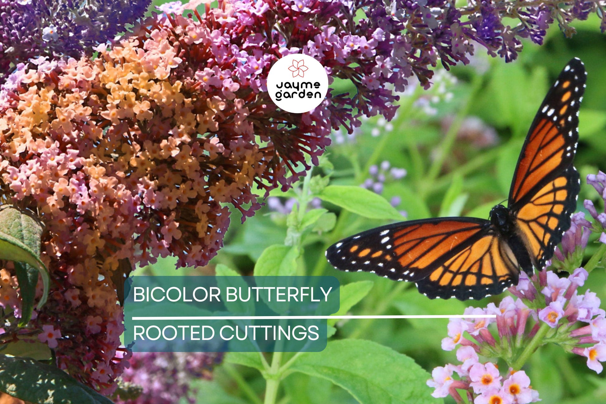 2-Pack Bicolor Butterfly Bush Live Plants (Buddleia) | Fast-Growing, Fragrant, Drought-Hardy, Butterfly Magnet