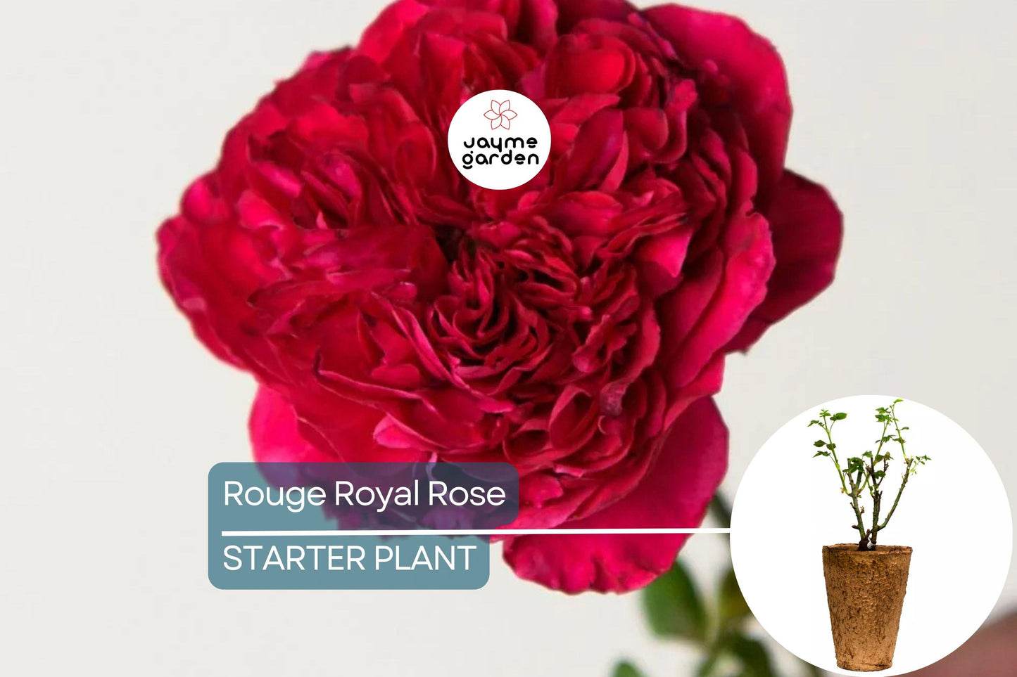 Rouge Royal Rose Plant – 1.5 Gal Potted | Highly Fragrant Red Blooms | Heavy Reblooming Floribunda | Zones 6-10 | Pesticide-Free