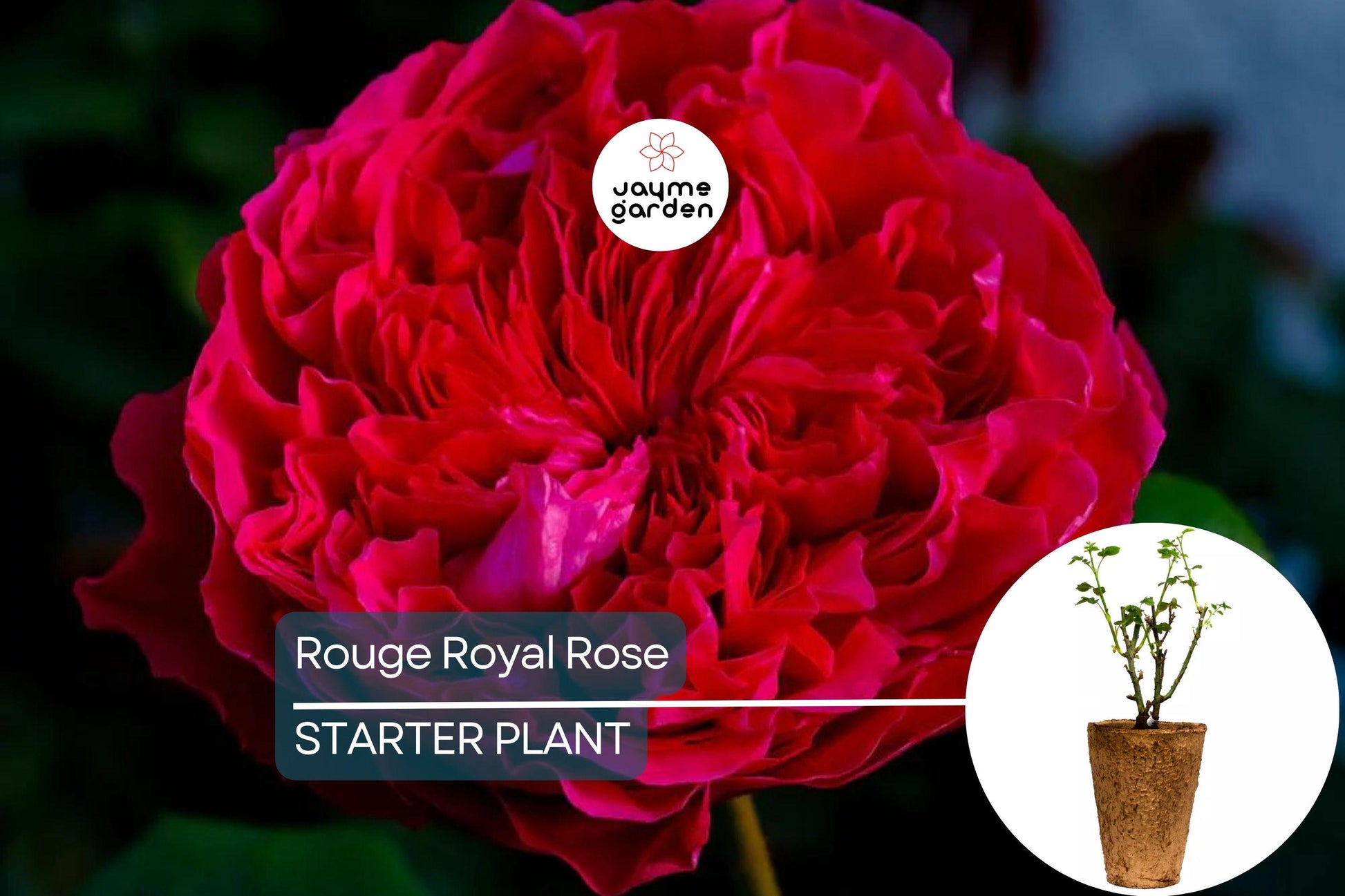 Rouge Royal Rose Plant – 1.5 Gal Potted | Highly Fragrant Red Blooms | Heavy Reblooming Floribunda | Zones 6-10 | Pesticide-Free