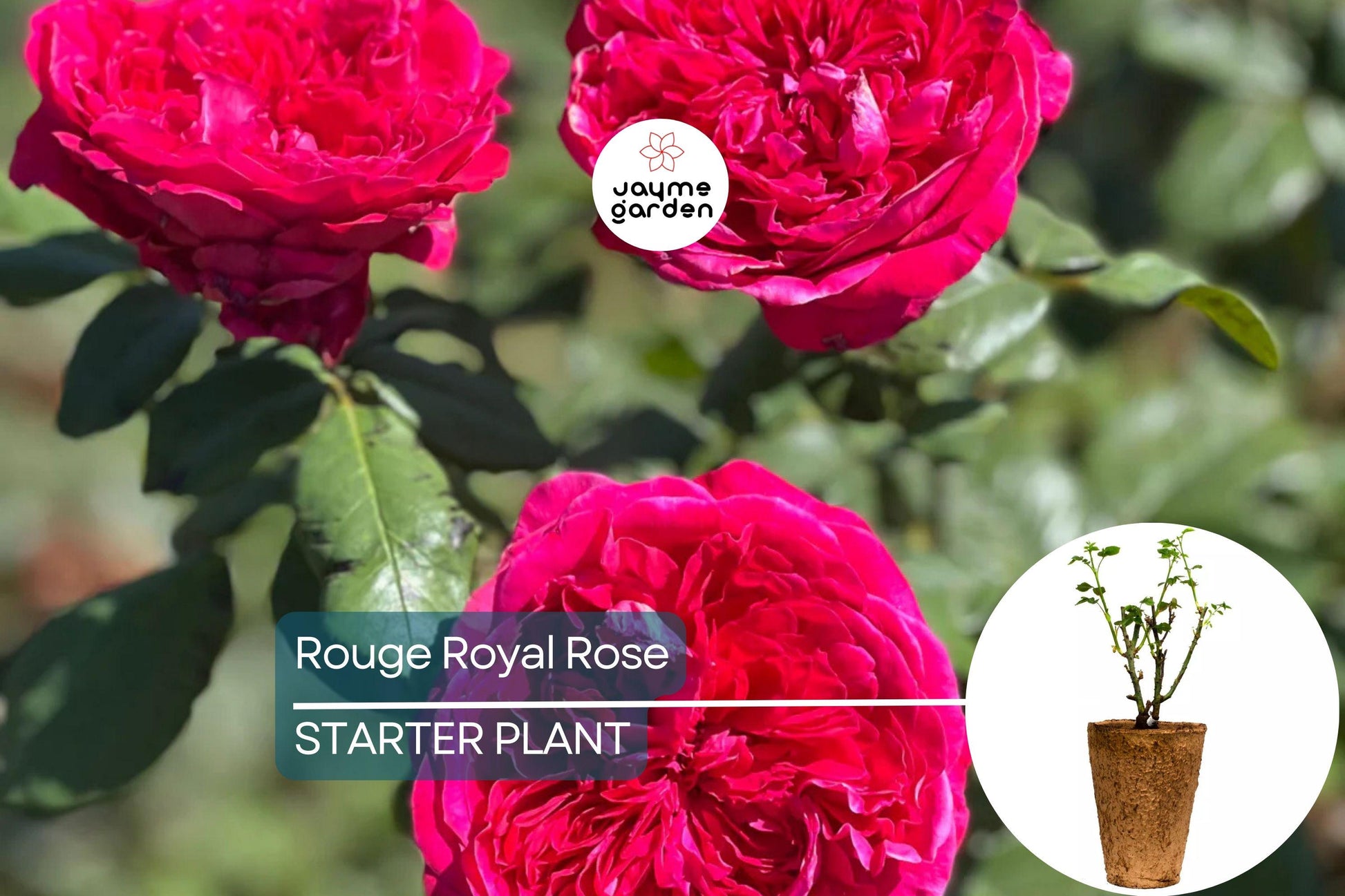 Rouge Royal Rose Plant – 1.5 Gal Potted | Highly Fragrant Red Blooms | Heavy Reblooming Floribunda | Zones 6-10 | Pesticide-Free