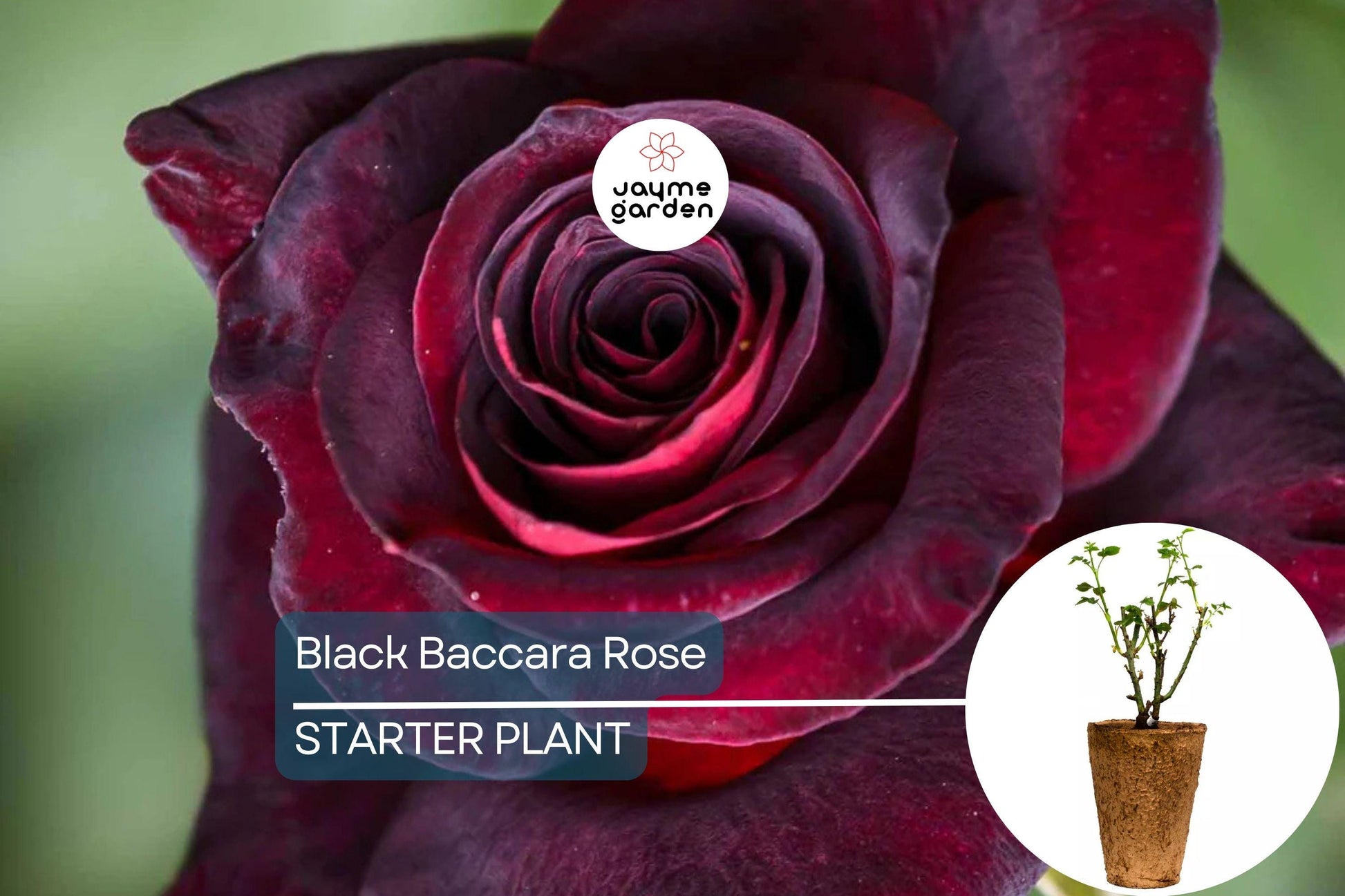 Black Baccara Rose – 1.5 Gal Potted | Deep Burgundy-Black Hybrid Tea | Long-Lasting Cut Flowers | Zones 6-10