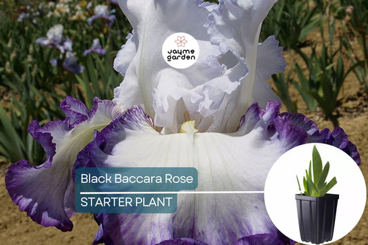 Center Ice Iris Plant – Quart Pot | Large Purple & White Flowers | Hardy Perennial | Zones 3-10