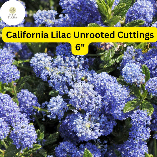 Ceanothus ‘California Lilac’ | 3 Unrooted 6" Live Cuttings | Fast-Growing Flowering Shrub | Blue Blooms