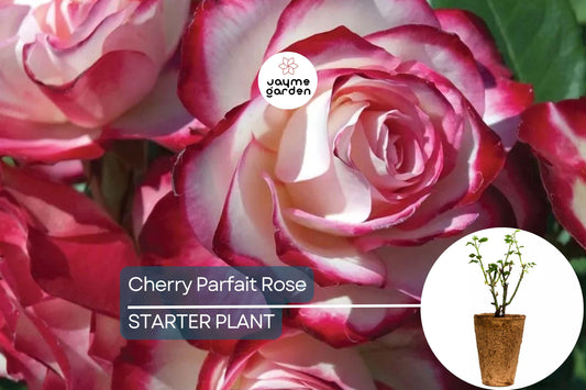 Cherry Parfait Rose – 1.5 Gal Pot | Fragrant Red & White Grandiflora | Own-Root, Heavy Reblooming | Zones 5-10
