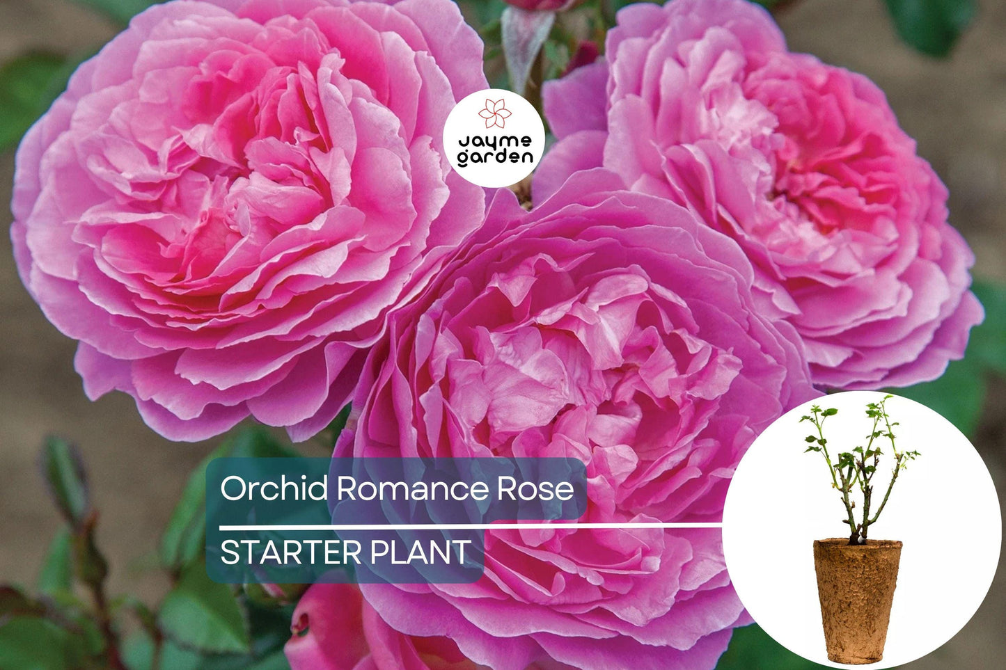 Orchid Romance Rose – 1.5 Gal Pot | Fragrant Pink-Lavender Floribunda | Reblooming, Disease-Resistant | Zones 5-10