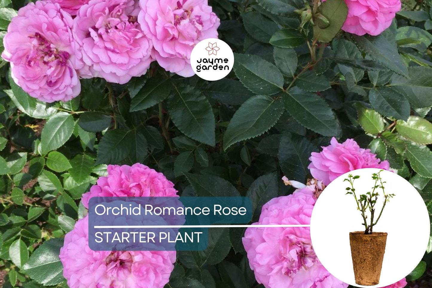 Orchid Romance Rose – 1.5 Gal Pot | Fragrant Pink-Lavender Floribunda | Reblooming, Disease-Resistant | Zones 5-10